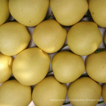 Good Quality of Fresh Crown Pear